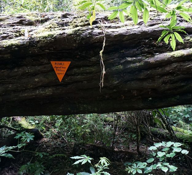 DSC00095_Otanewainuku