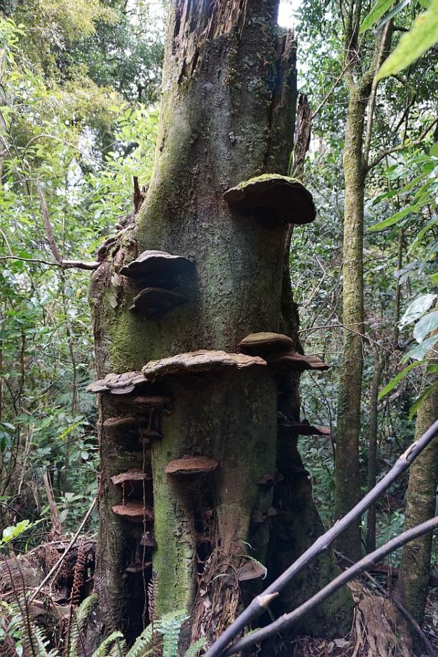 DSC00133_WhataroaFalls