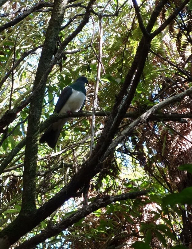 DSC02866_JimBarnettReserve