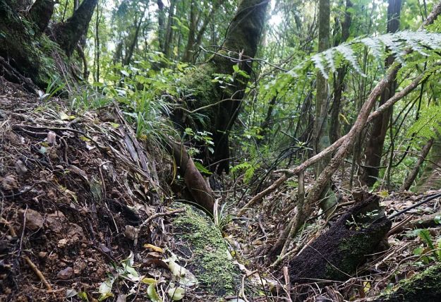 DSC00354_Waiorongomai