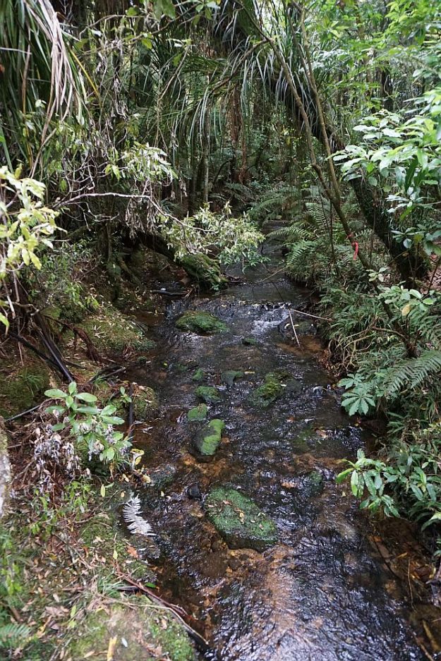 DSC00887_PuketokiReserve