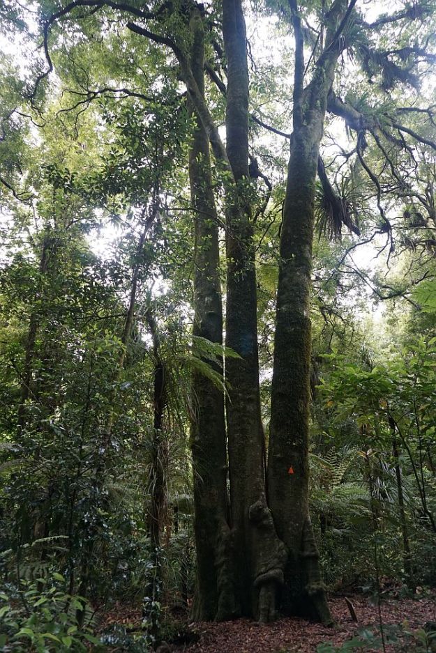 DSC00892_PuketokiReserve