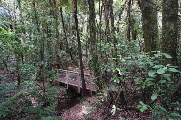 DSC00895_PuketokiReserve