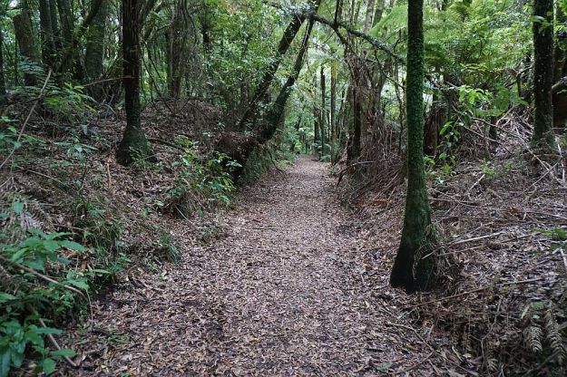 DSC00899_PuketokiReserve
