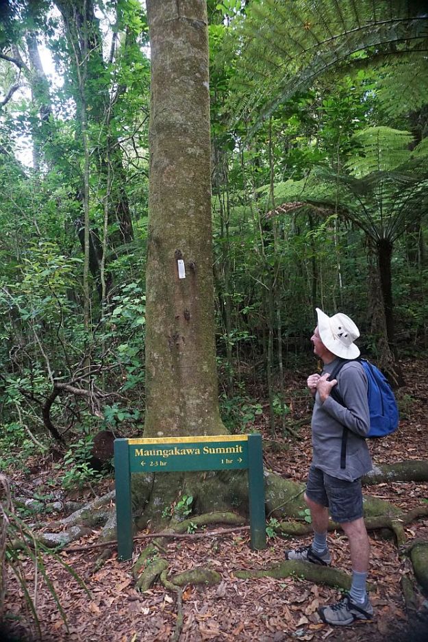 DSC01034_TeTapui_Maungakawa