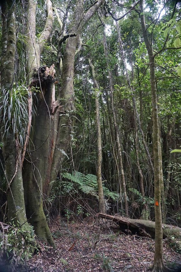 DSC01037_TeTapui_Maungakawa