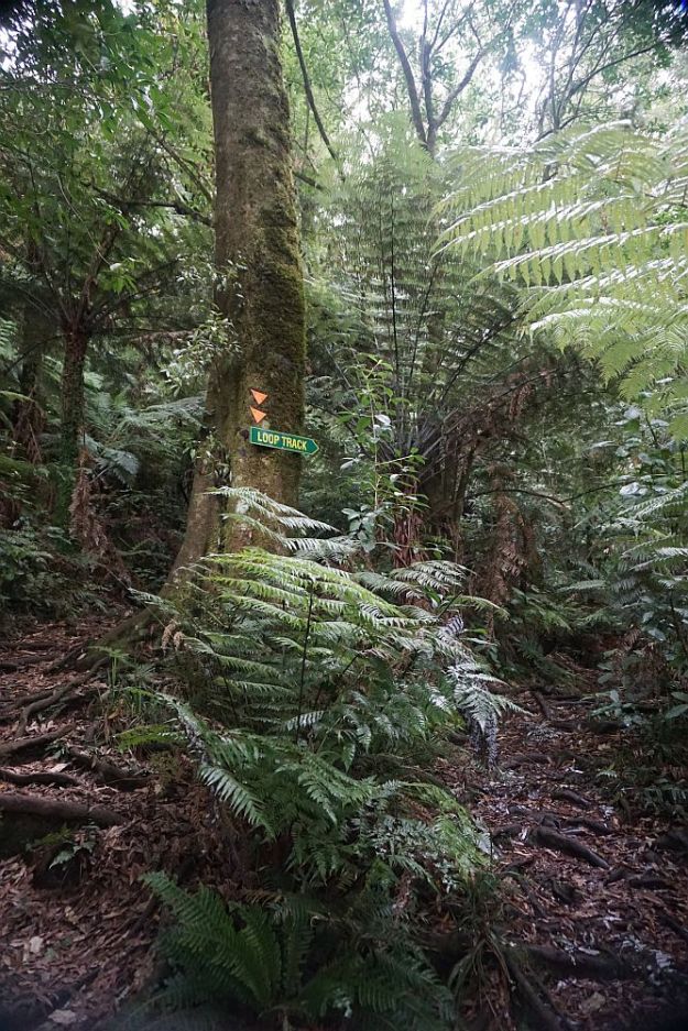 DSC01152_Ngamuwahine