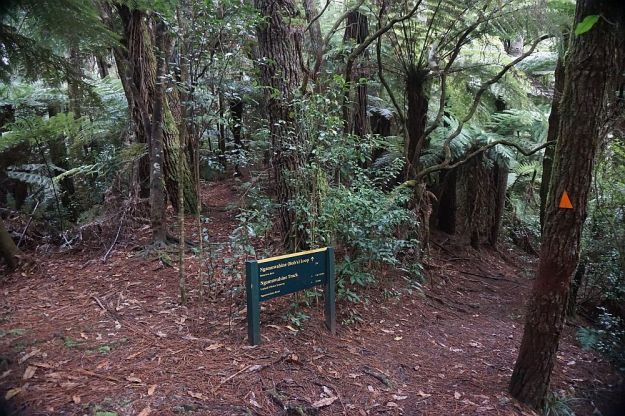 DSC01153_Ngamuwahine