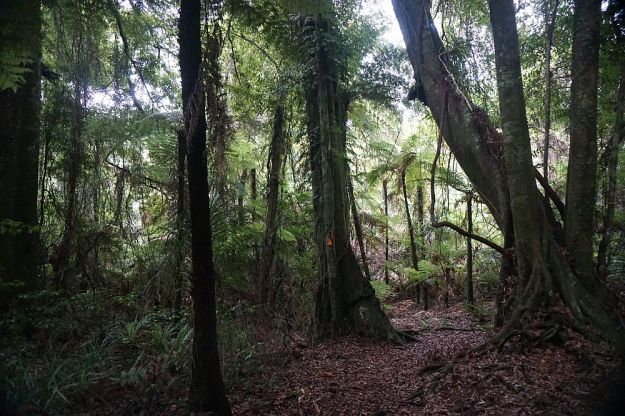 DSC01155_Ngamuwahine