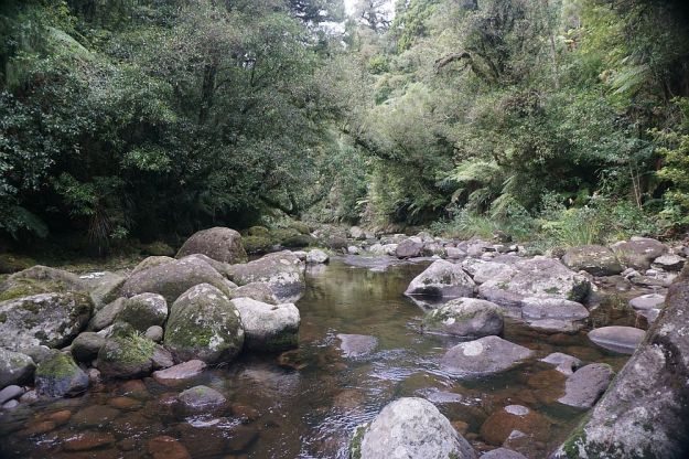 DSC01158_Ngamuwahine