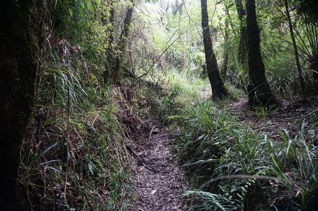 DSC01163_Ngamuwahine