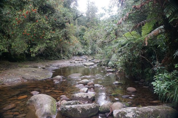 DSC01168_Ngamuwahine