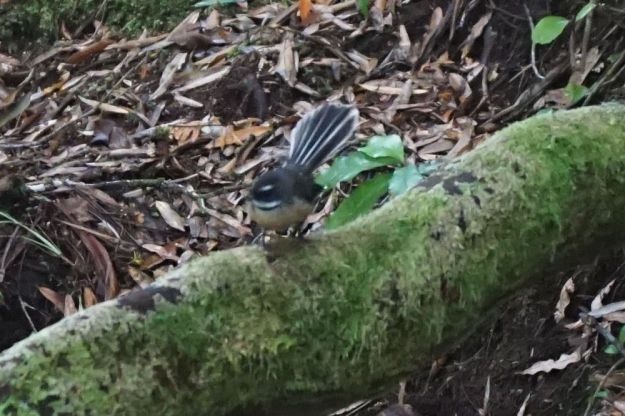 DSC01171_Ngamuwahine