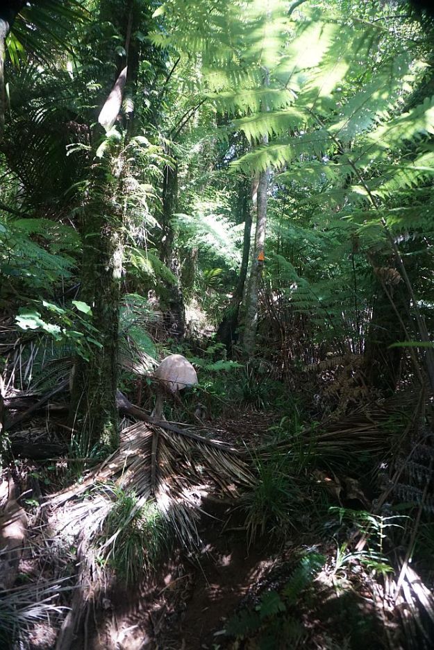 DSC01248_Tuahu_SentinelRock