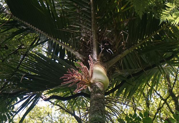 DSC01251_Tuahu_SentinelRock