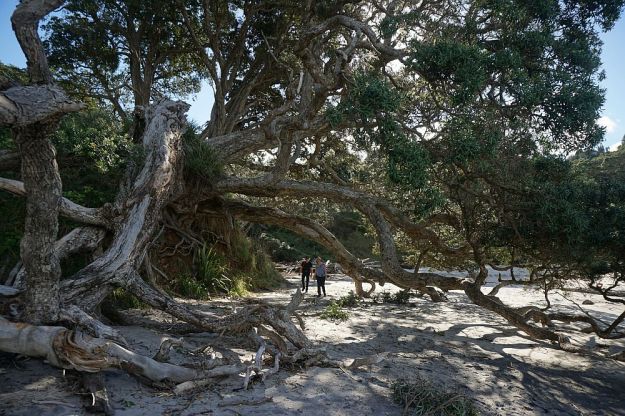 DSC01401_Orokawa_Homunga