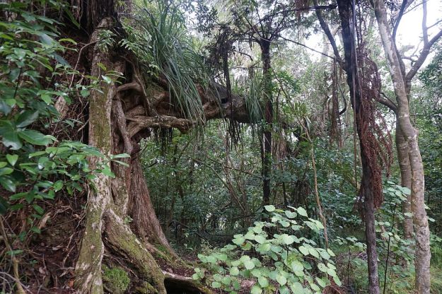 DSC01446_WaihiBchReservoir