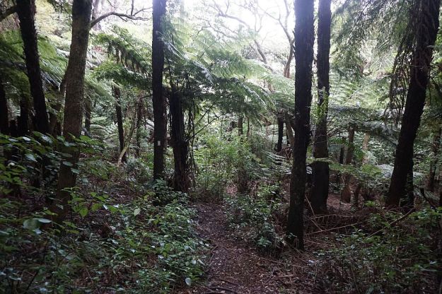 DSC01447_WaihiBchReservoir