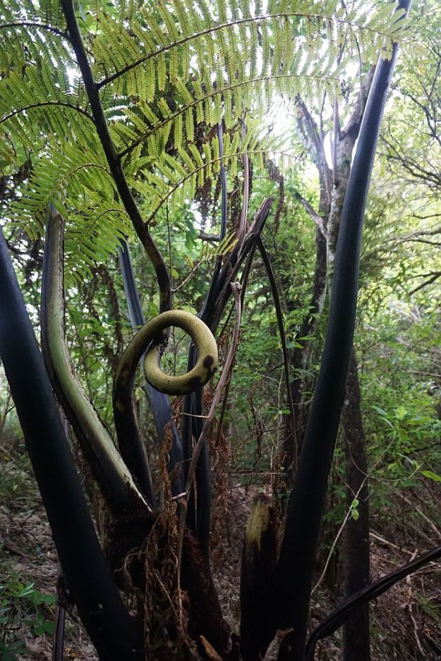 DSC01448_WaihiBchReservoir