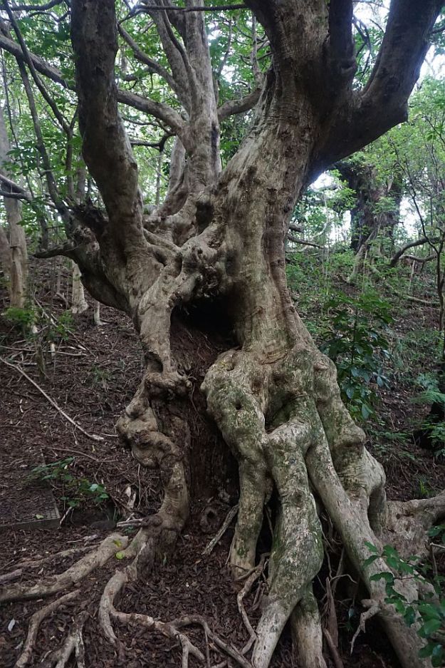 DSC01450_WaihiBchReservoir