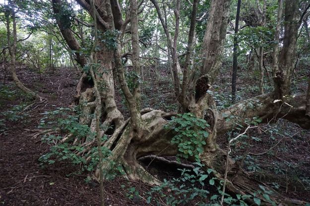 DSC01451_WaihiBchReservoir