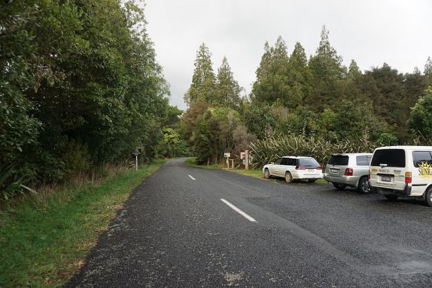 DSC01678_BluffStreamKauri