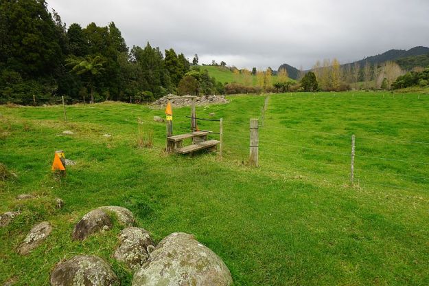 DSC01682_BluffStreamKauri