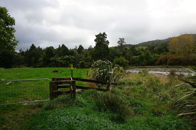 DSC01684_BluffStreamKauri