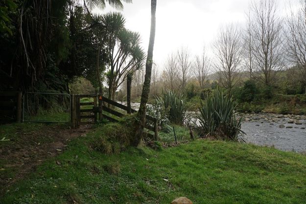 DSC01686_BluffStreamKauri
