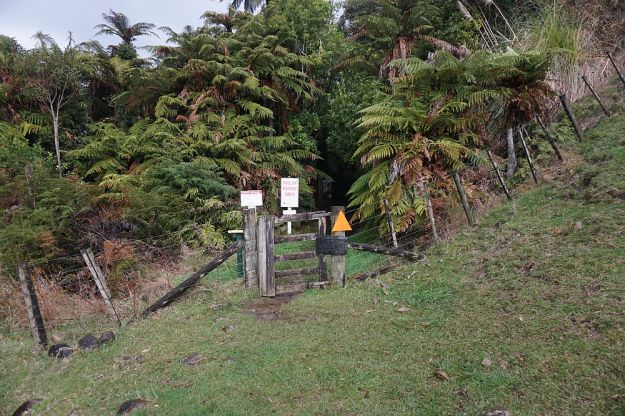 DSC01687_BluffStreamKauri