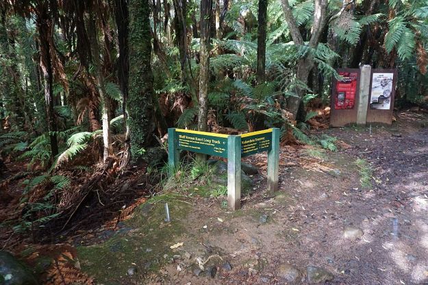 DSC01688_BluffStreamKauri