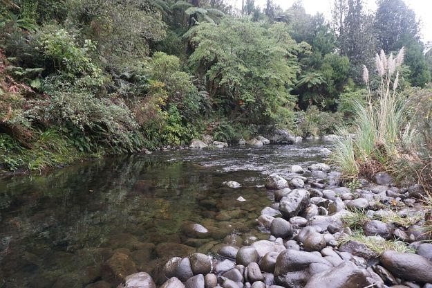 DSC01690_BluffStreamKauri