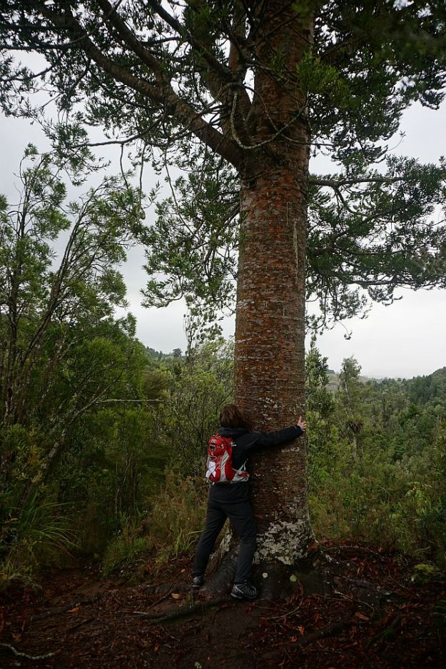 DSC01693_BluffStreamKauri