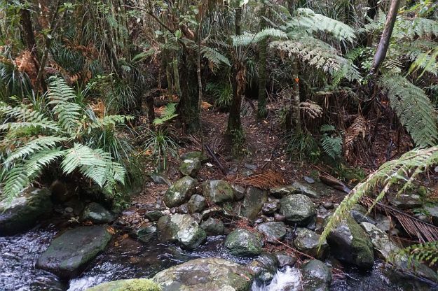 DSC01694_BluffStreamKauri
