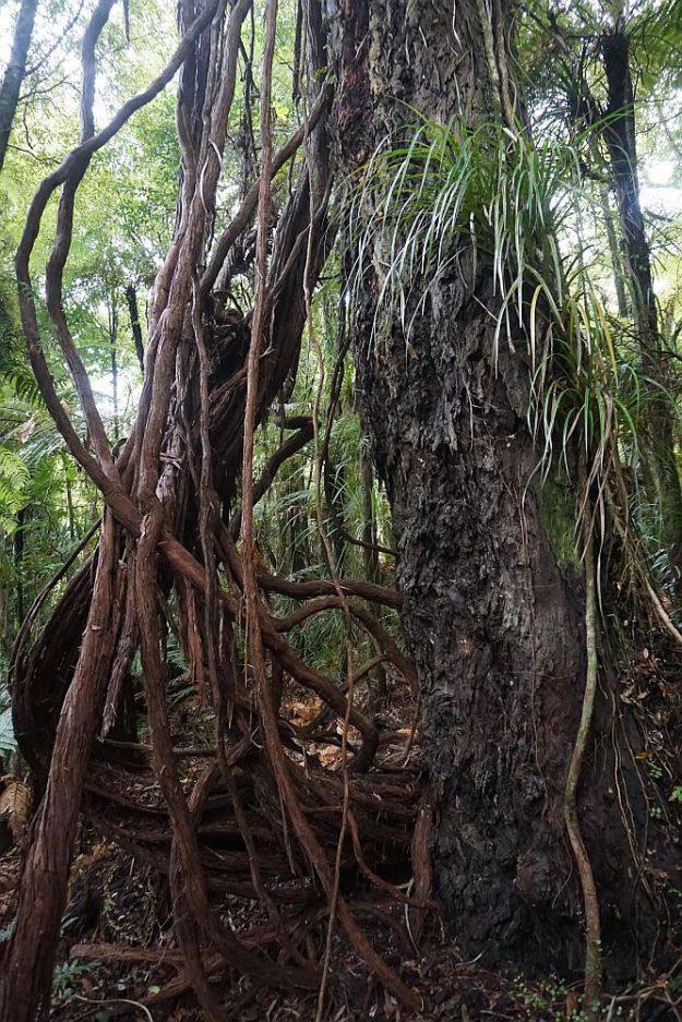 DSC01696_BluffStreamKauri