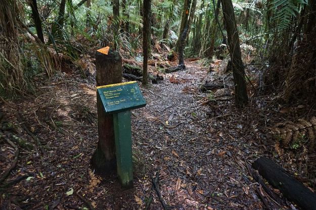 DSC01698_BluffStreamKauri