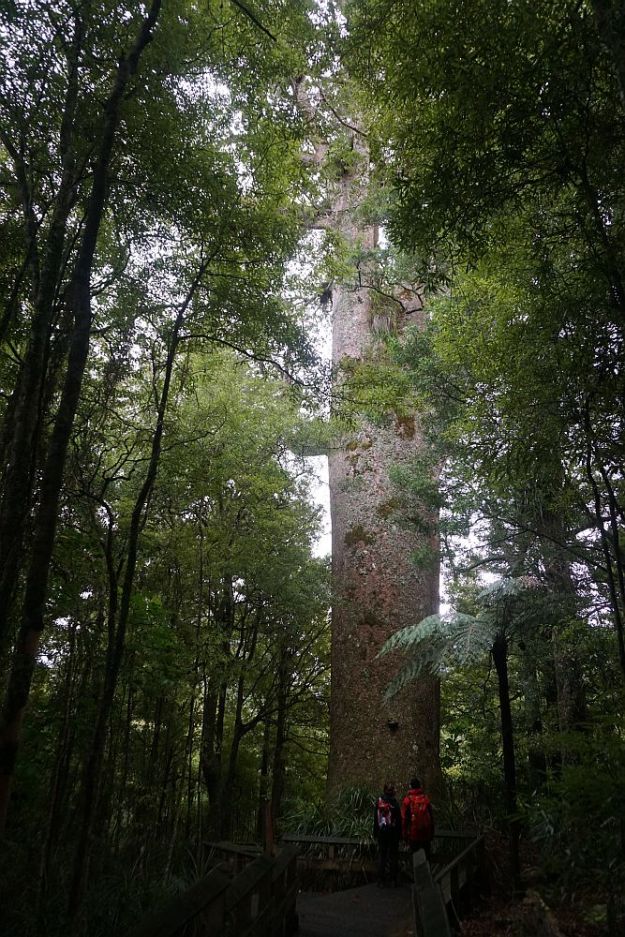 DSC01700_BluffStreamKauri