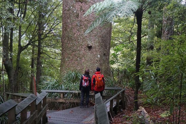 DSC01701_BluffStreamKauri