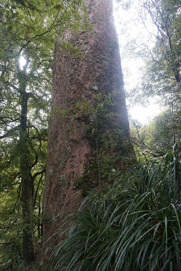 DSC01703_BluffStreamKauri