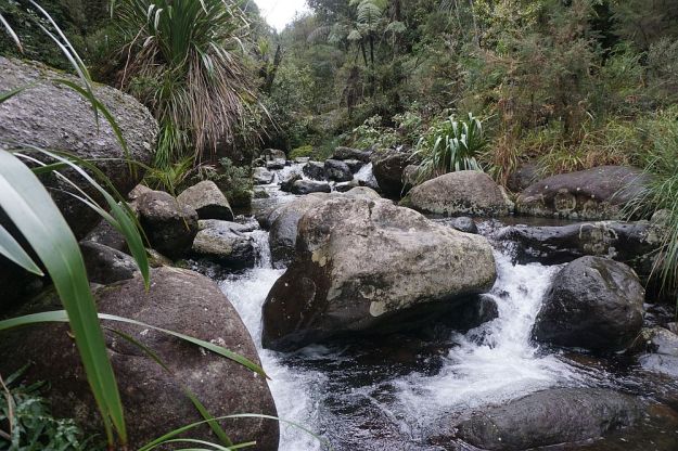 DSC01705_BluffStreamKauri