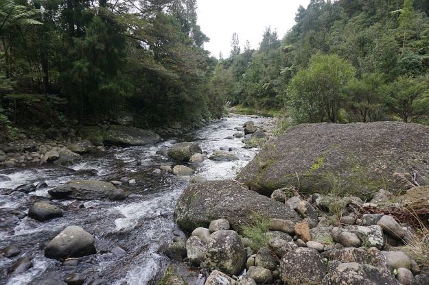 DSC01707_BluffStreamKauri