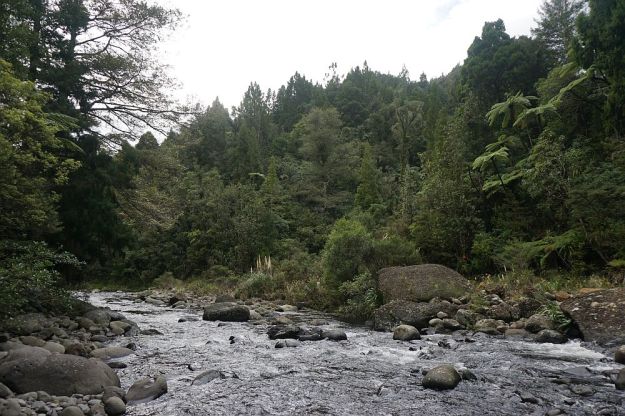 DSC01710_BluffStreamKauri