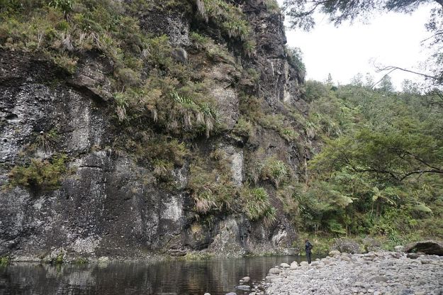 DSC01711_BluffStreamKauri