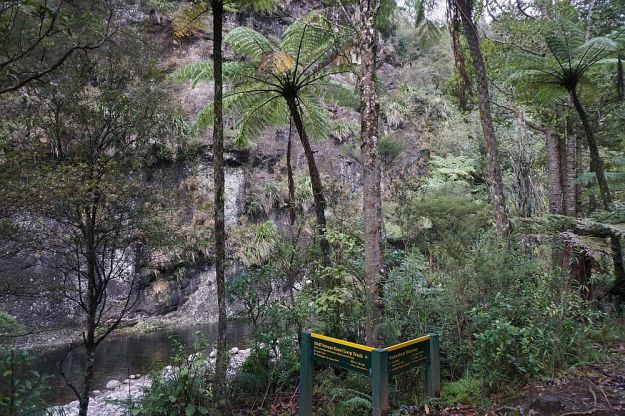 DSC01715_BluffStreamKauri