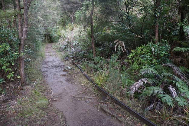 DSC01716_BluffStreamKauri