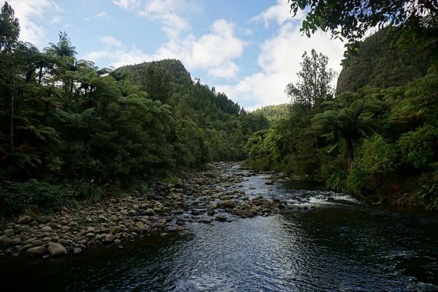 DSC01717_BluffStreamKauri