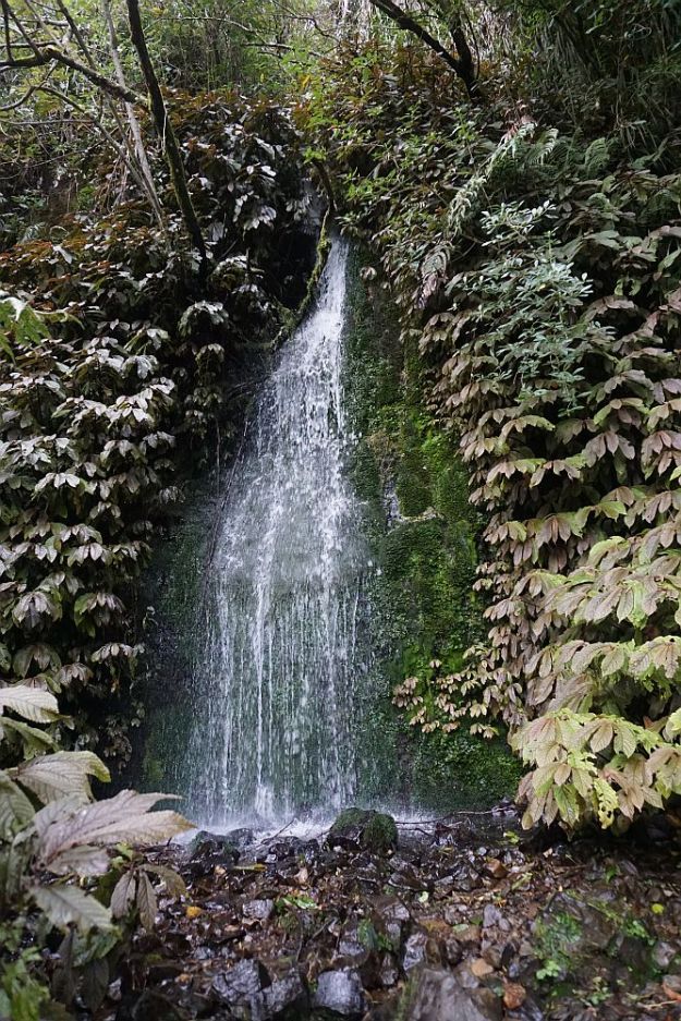 DSC01720_BluffStreamKauri
