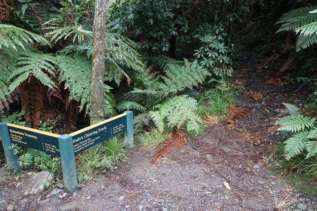DSC01723_BluffStreamKauri