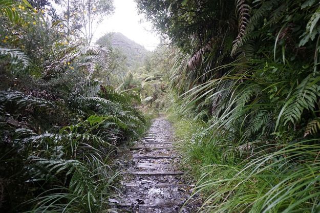 DSC01728_BluffStreamKauri