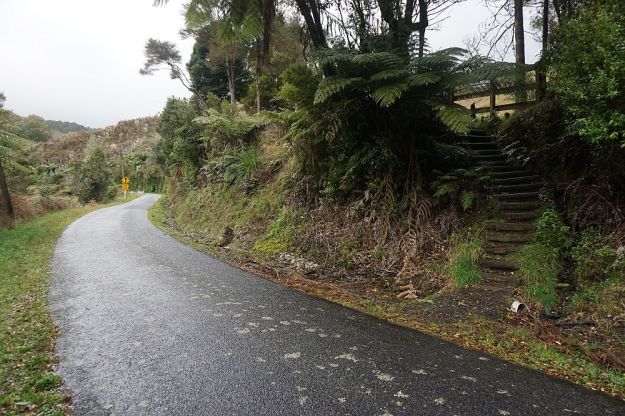 DSC01729_BluffStreamKauri